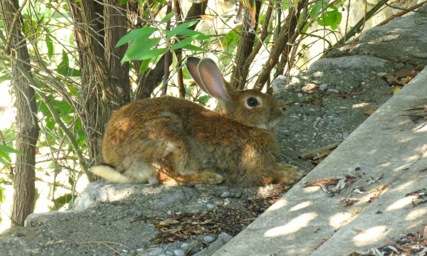 Дикий заяц — обитатель острова Святого Николы.